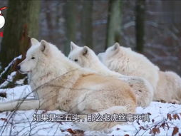 狼群在线观看免费完整版,揭秘神秘狼群传奇